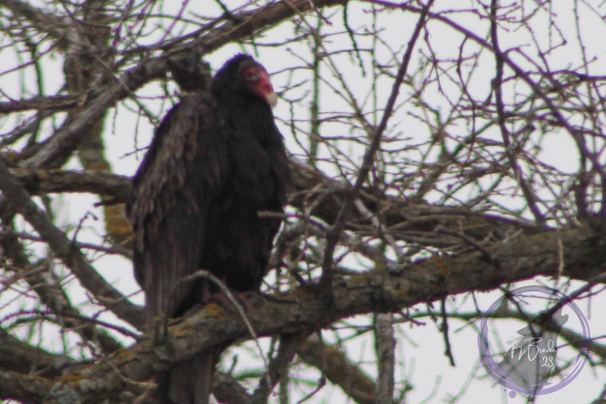 Turkey Vulture - ML539006431