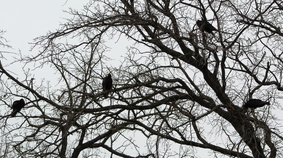 Turkey Vulture - ML539006451