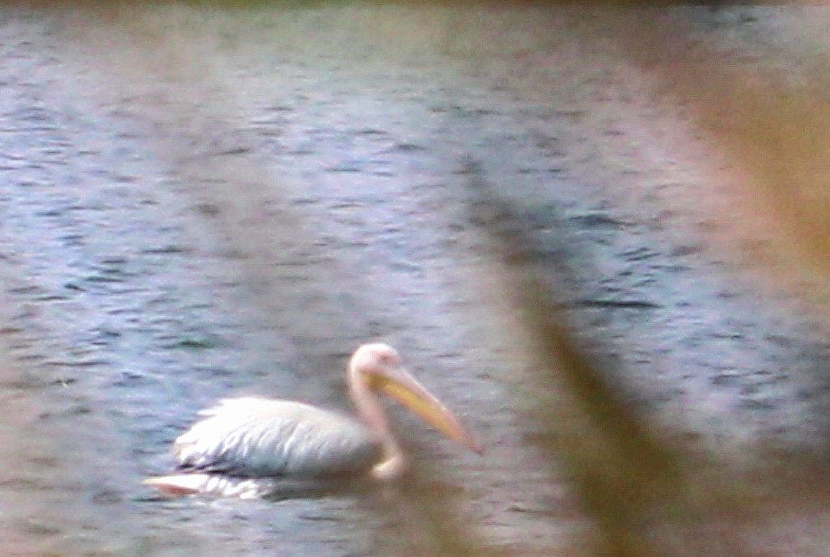 Great White Pelican - ML539006551