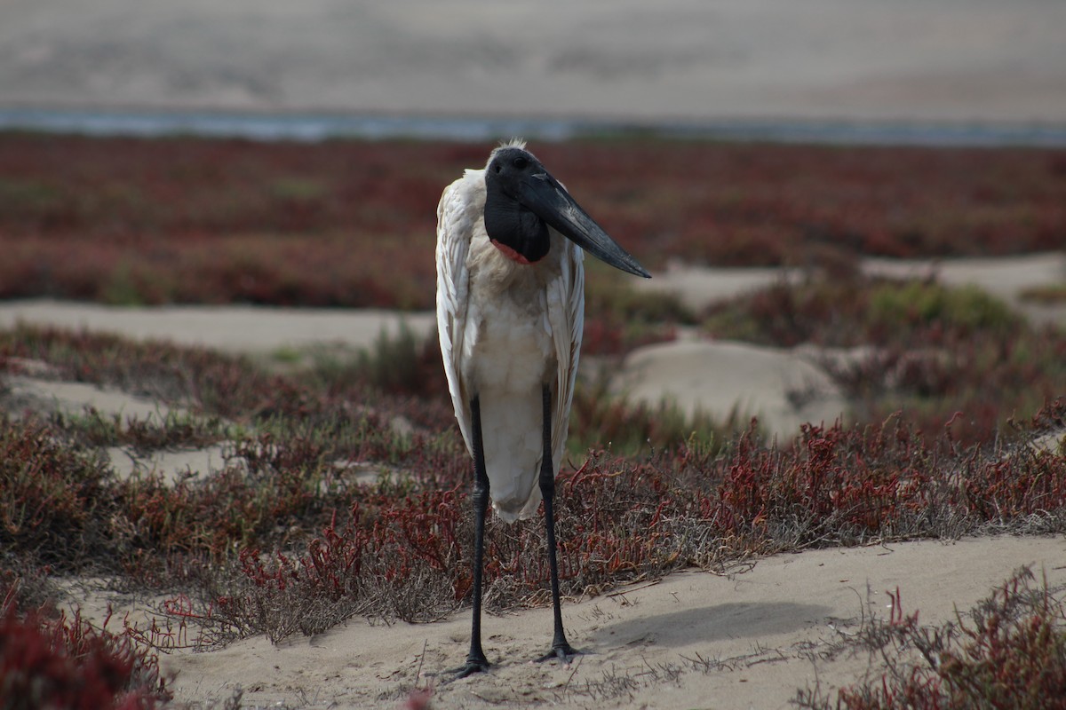 čáp jabiru - ML539006561