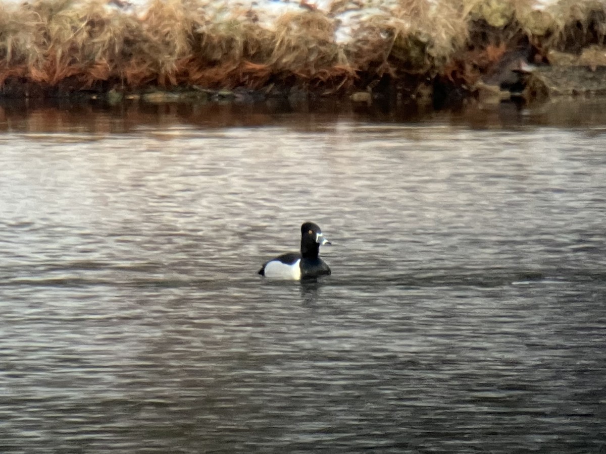 Ring-necked Duck - ML539007721