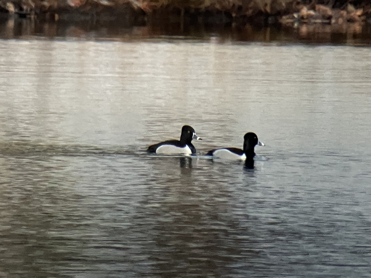 Ring-necked Duck - ML539007731