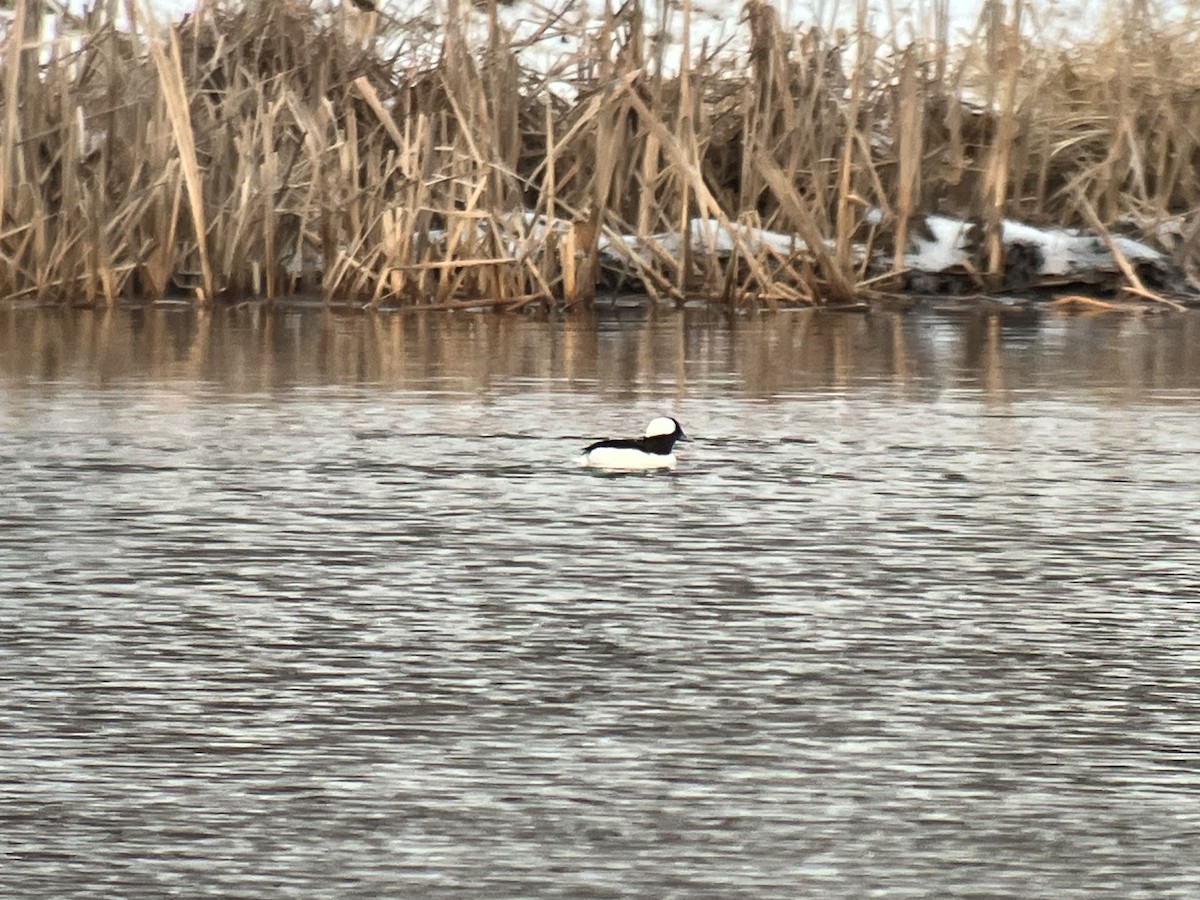 Bufflehead - ML539007761