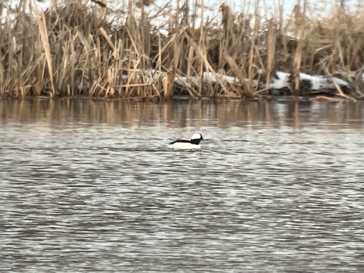 Bufflehead - ML539007771