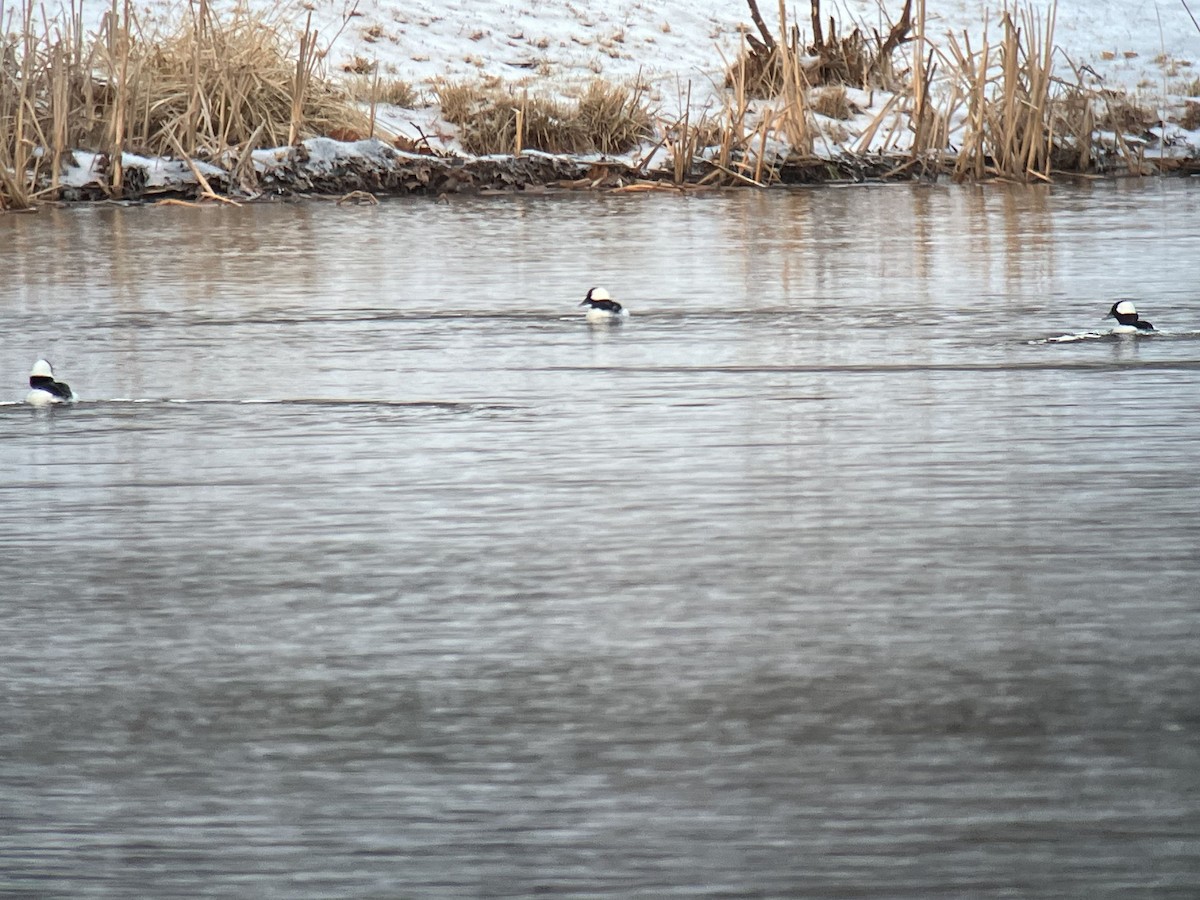 Bufflehead - ML539007781