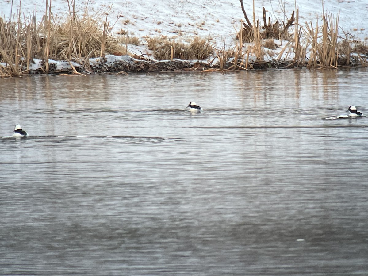 Bufflehead - ML539007791