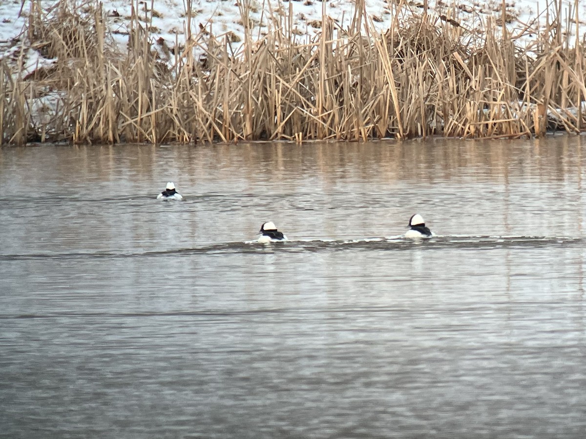 Bufflehead - ML539007801