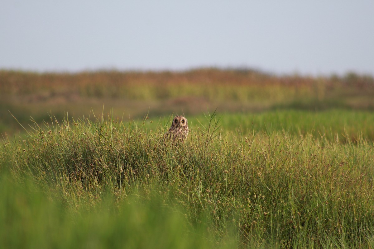 Hibou des marais - ML539008341