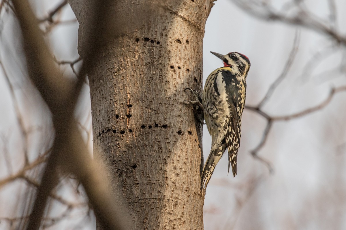 Yellow-bellied Sapsucker - Fran Morel