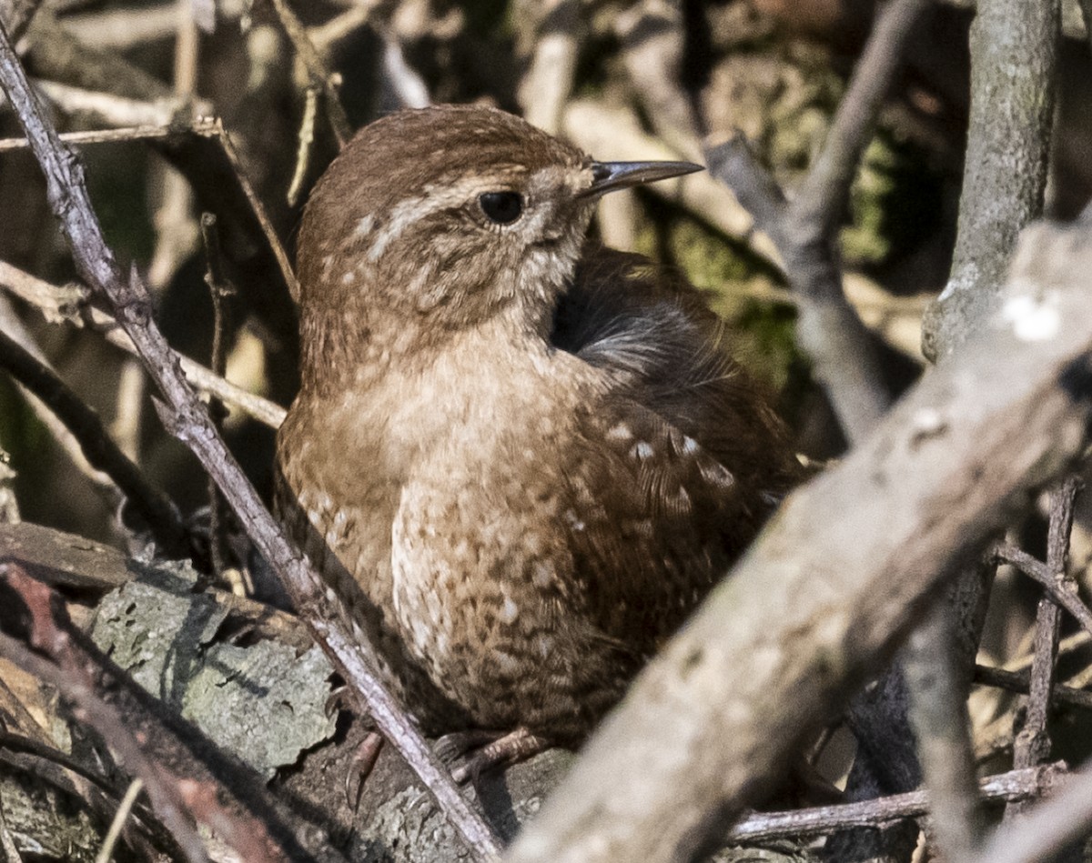 Winter Wren - ML539010001