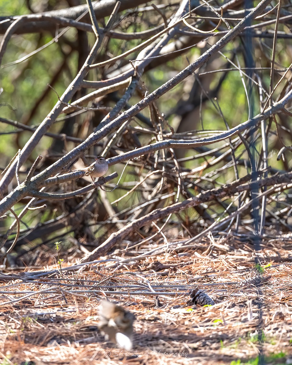 White-crowned Sparrow - ML539010131