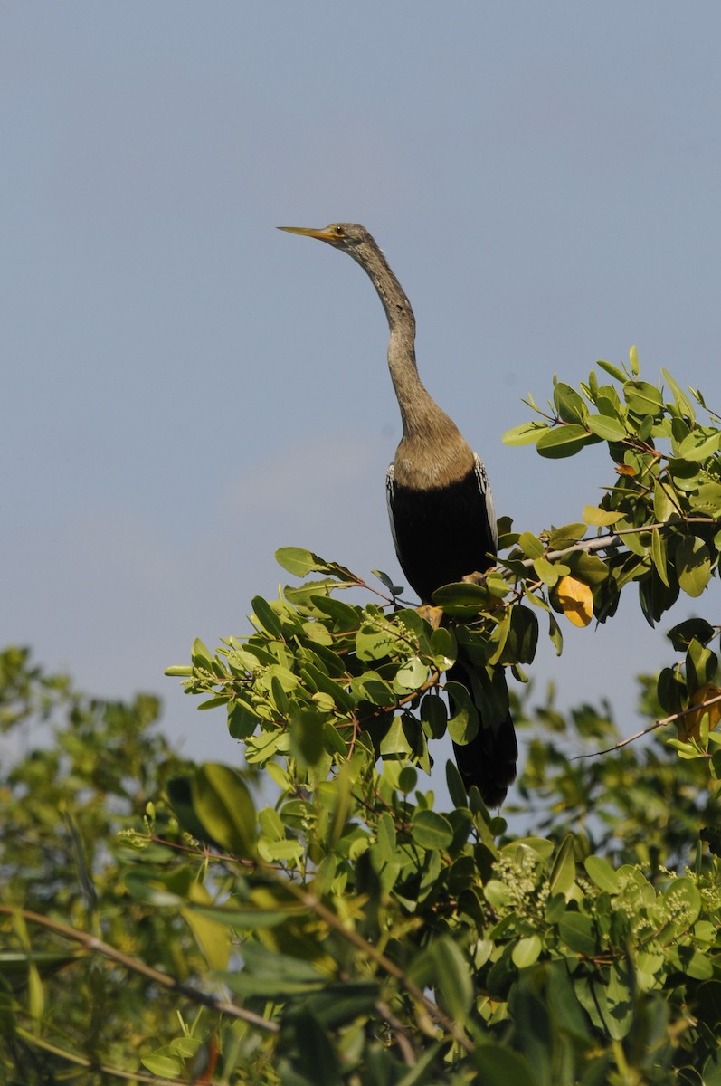 Amerika-Schlangenhalsvogel - ML539010161