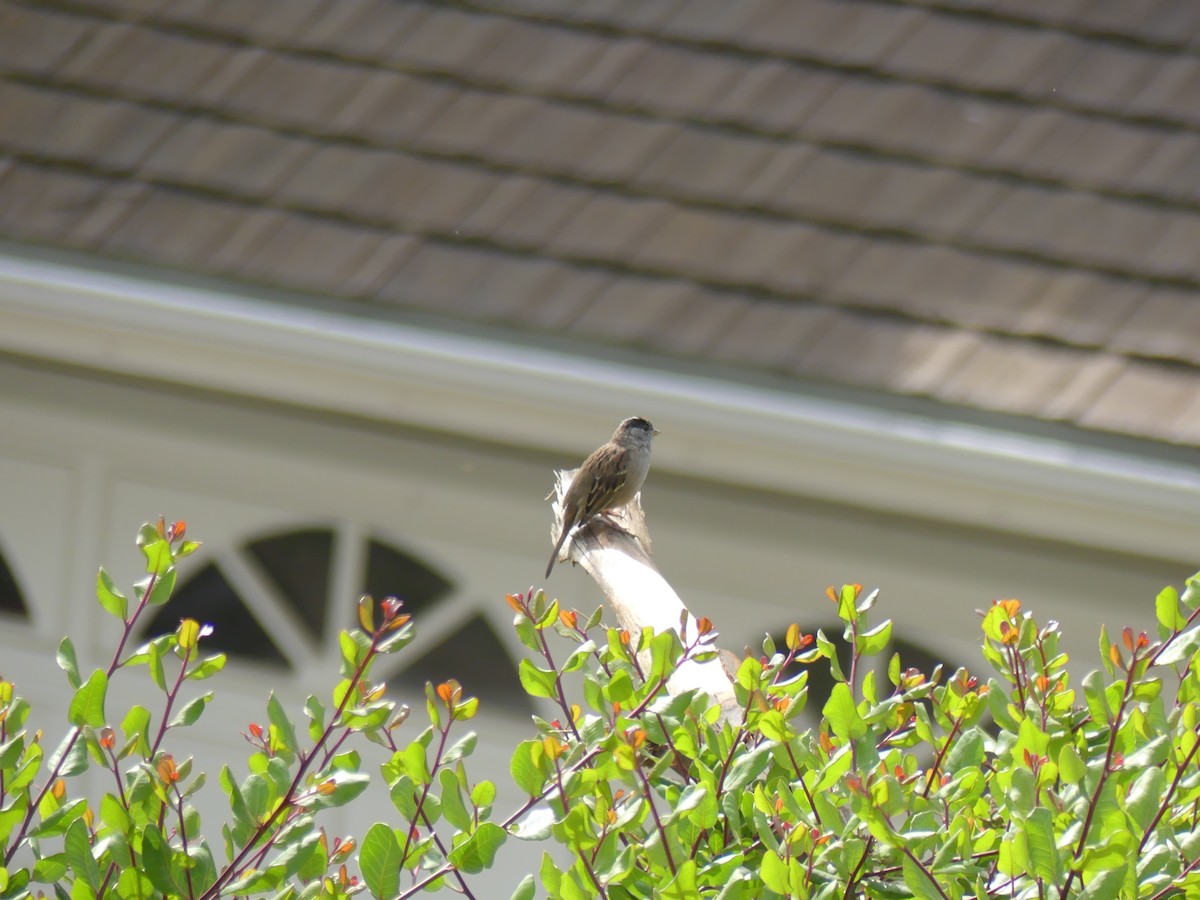 Golden-crowned Sparrow - ML53901031