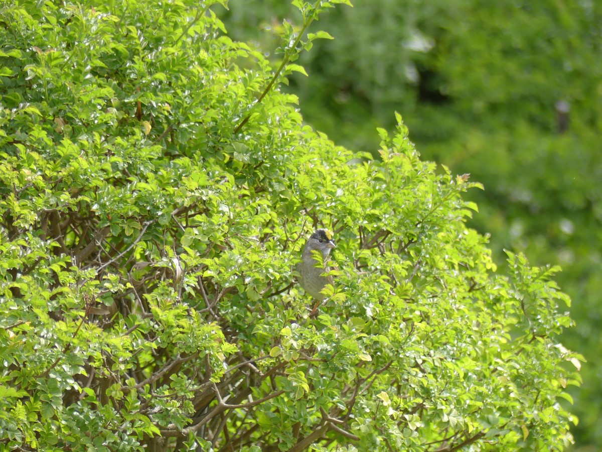 Golden-crowned Sparrow - ML53901061