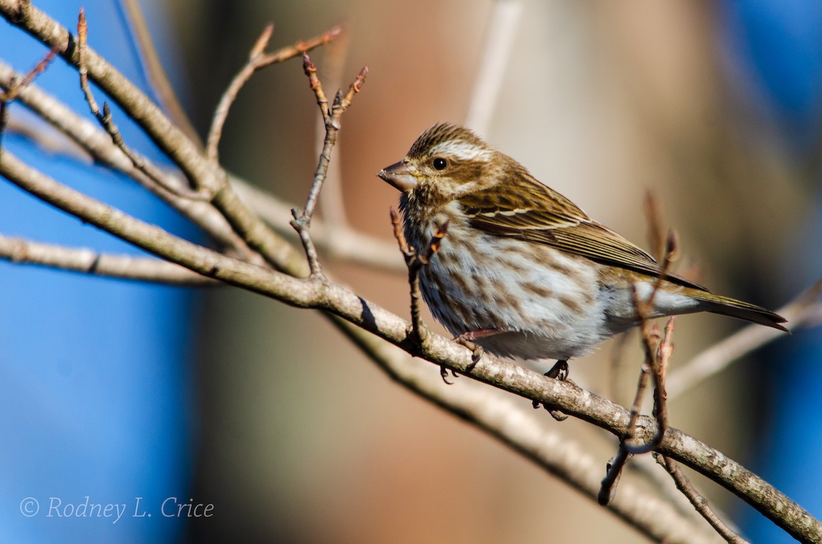 Purple Finch - ML539012251
