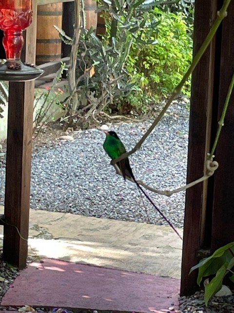 Red-billed Streamertail - ML539012351
