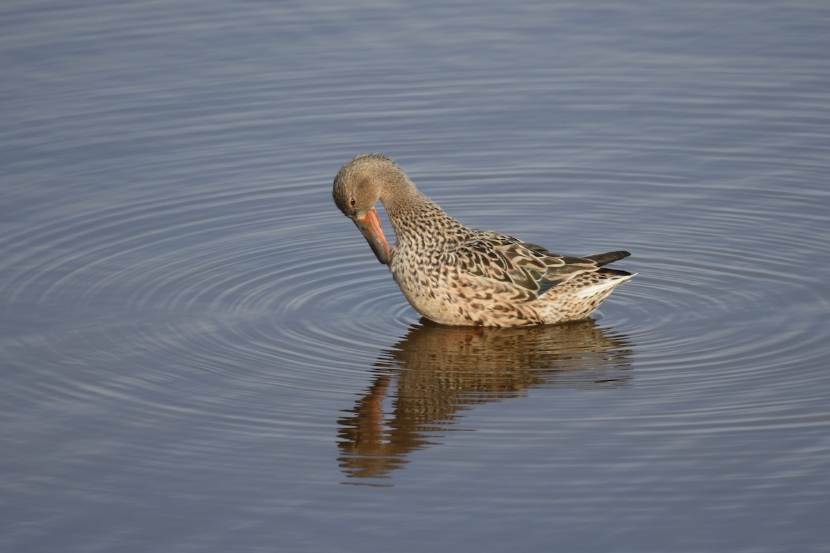 Northern Shoveler - Santiago Caballero Carrera