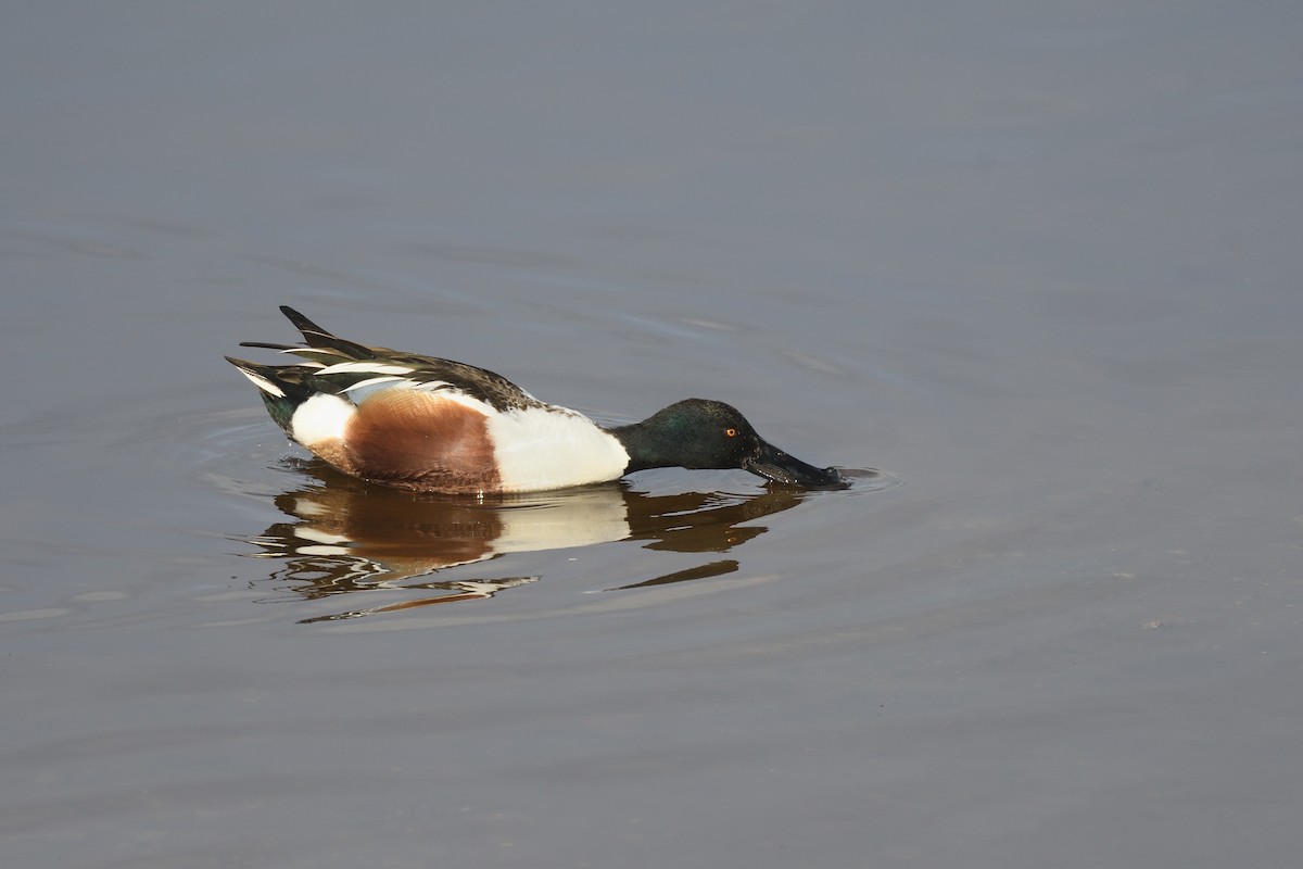 Northern Shoveler - Santiago Caballero Carrera