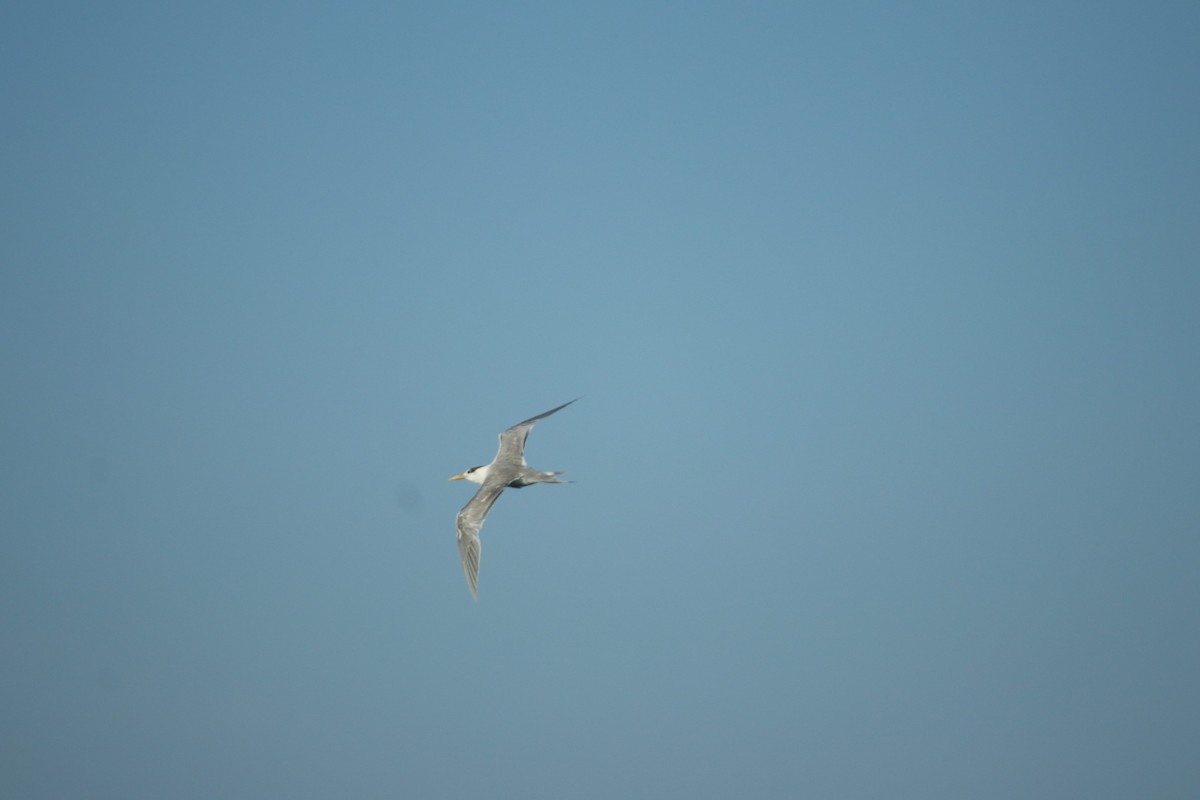 Great Crested Tern - Jakub Nikiel