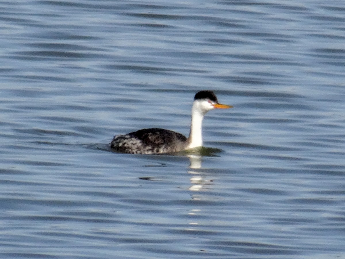 Clark's Grebe - ML539015671