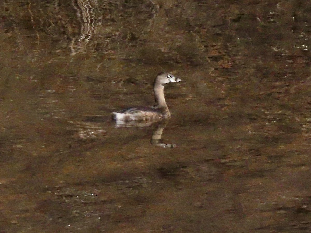 Pied-billed Grebe - ML539016011