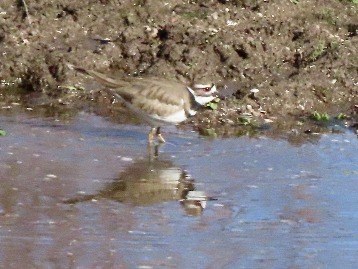 Killdeer - ML539016071