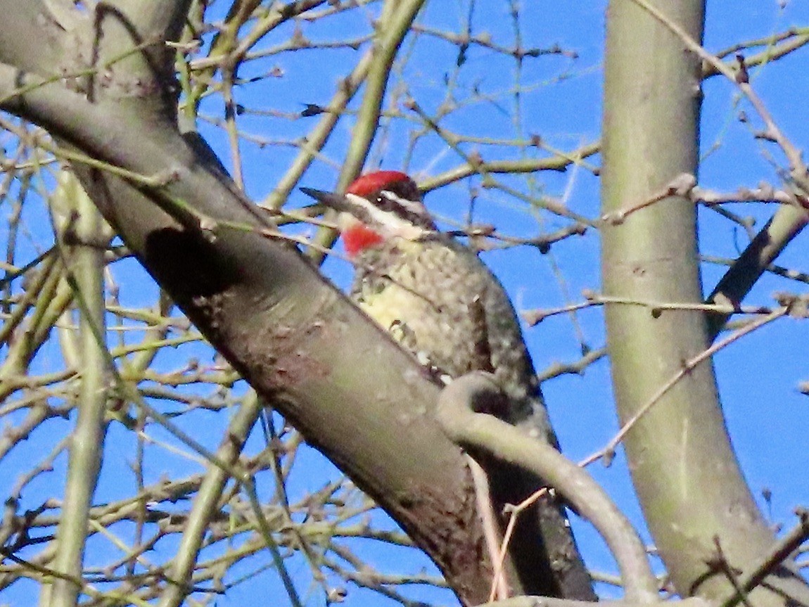 Red-naped Sapsucker - ML539019211