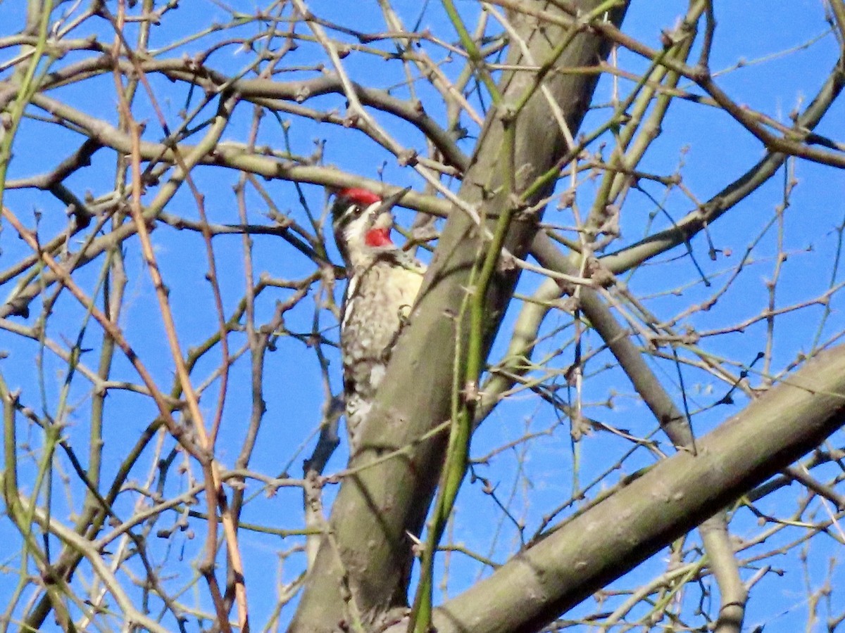 Red-naped Sapsucker - Babs Buck