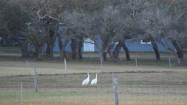 Whooping Crane - ML539019731