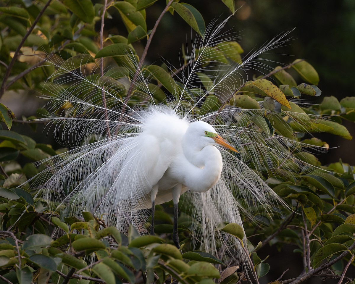 Great Egret - ML539020781