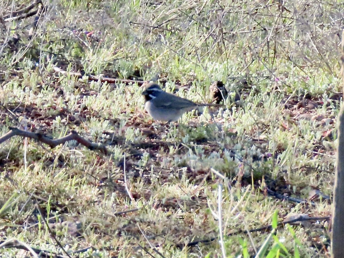 Black-throated Sparrow - Babs Buck