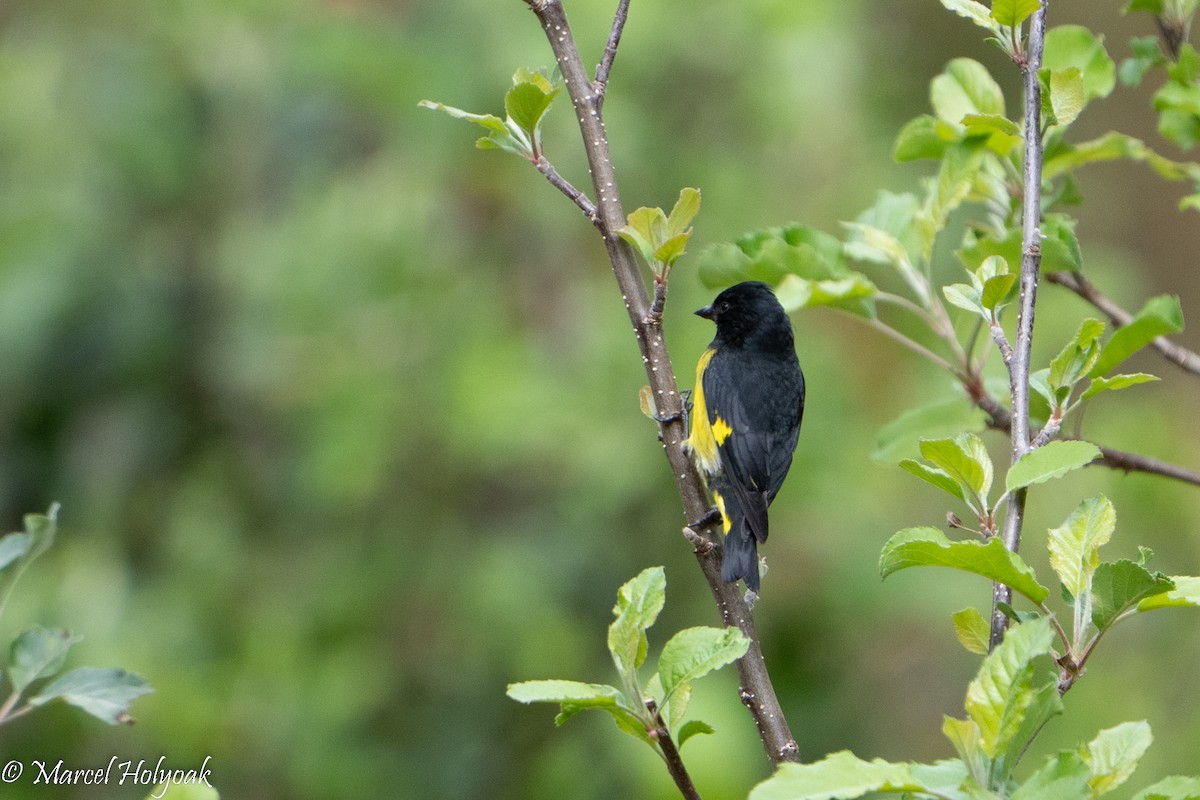 Lesser Goldfinch - ML539020981