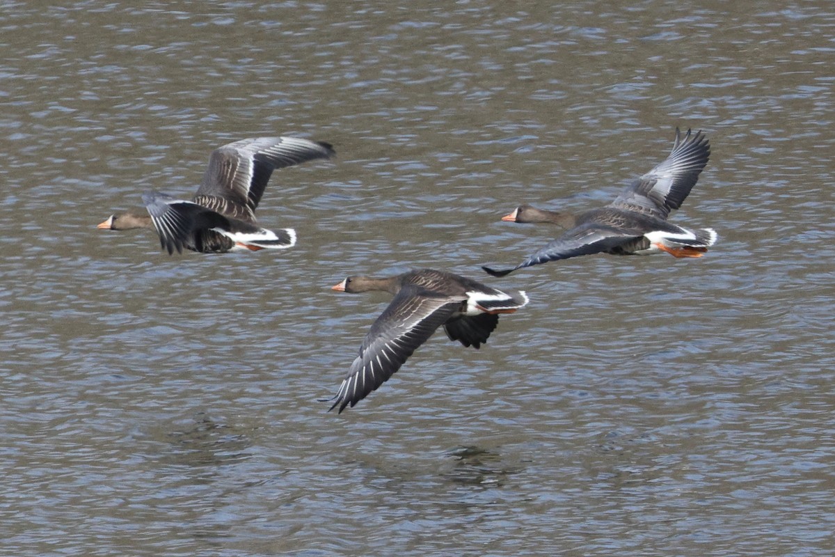 Greater White-fronted Goose - ML539021071