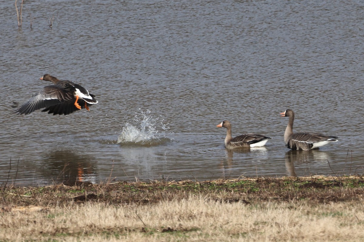 Greater White-fronted Goose - ML539021131