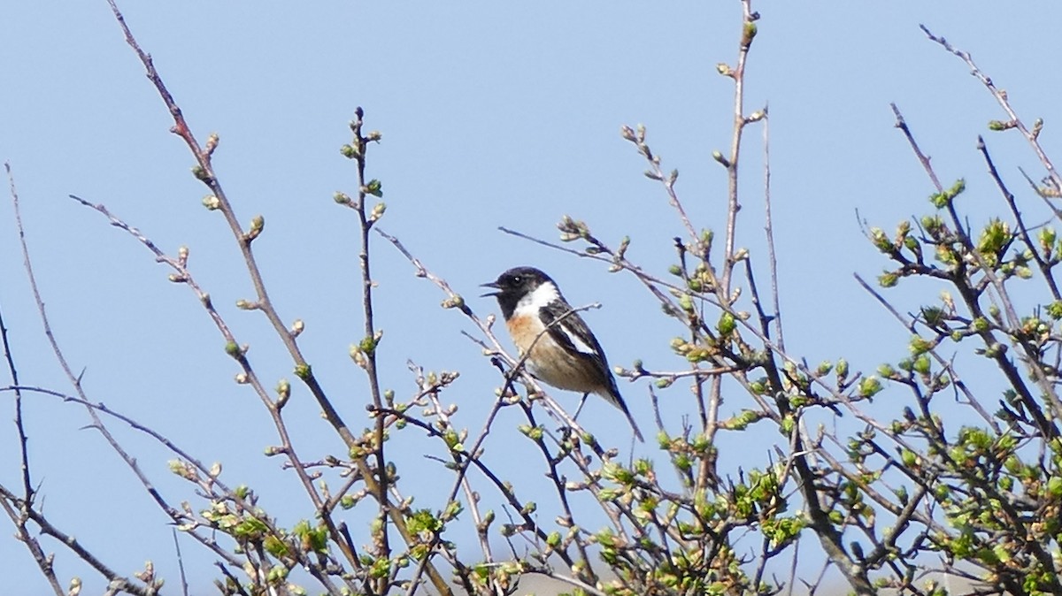 European Stonechat - ML53902161