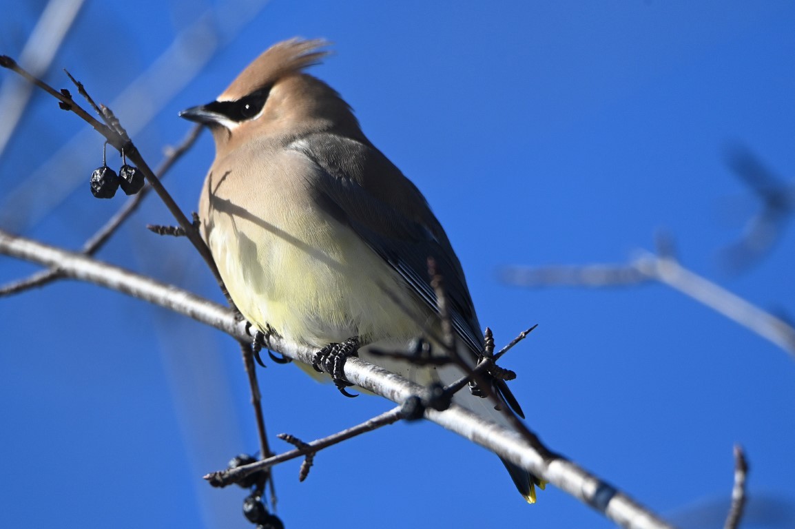 Cedar Waxwing - ML539023141