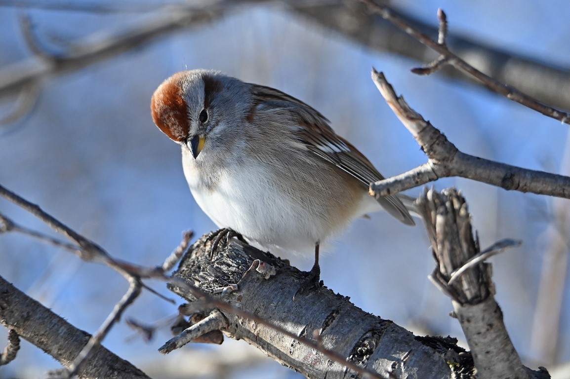 American Tree Sparrow - ML539023351