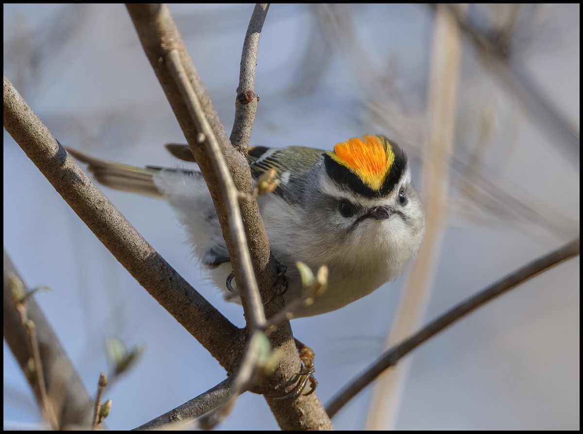 Golden-crowned Kinglet - Jim Emery