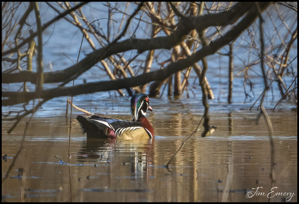 Canard branchu - ML539024331