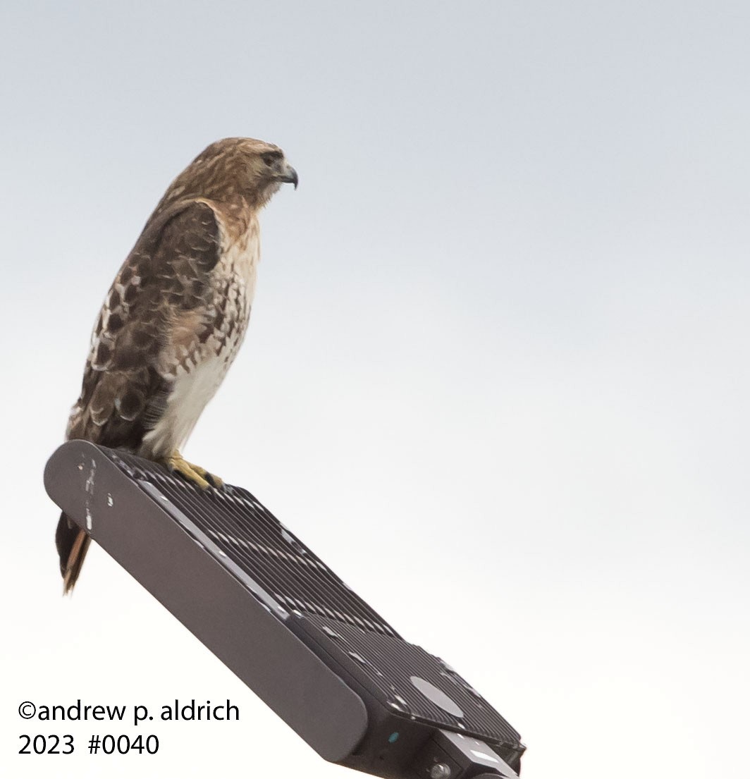 Red-tailed Hawk - ML539024821