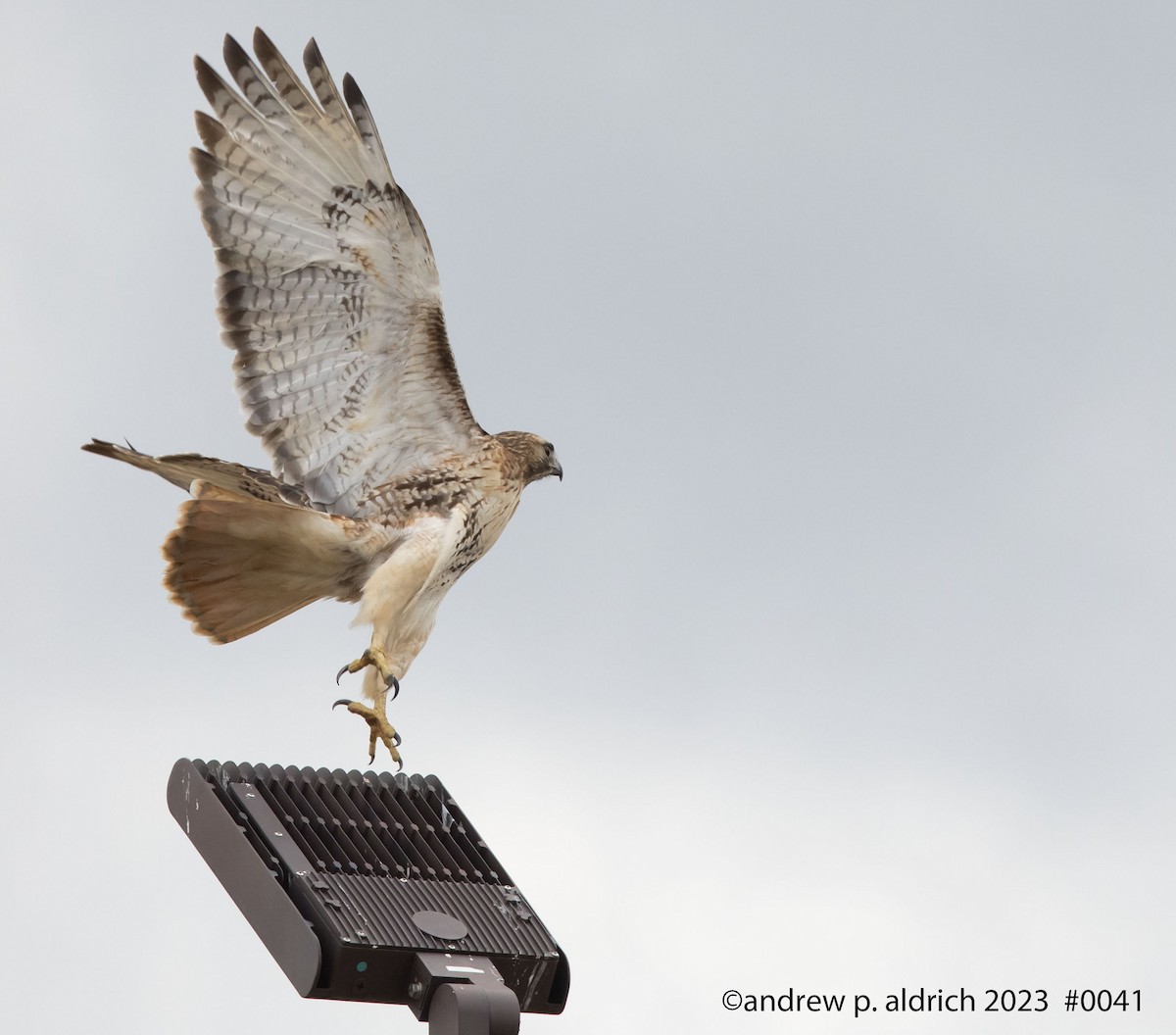 Red-tailed Hawk - ML539024831