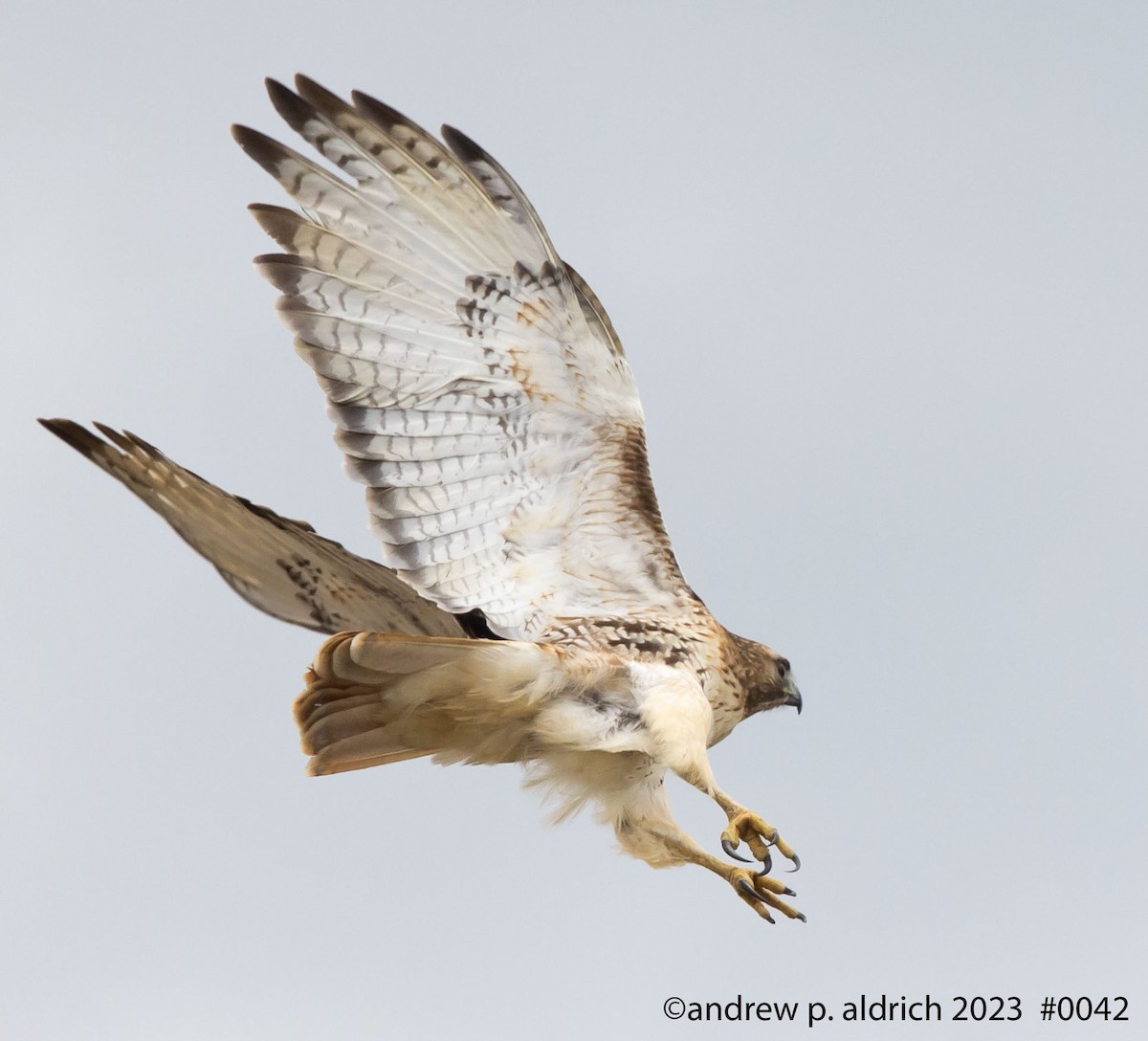 Red-tailed Hawk - ML539024841