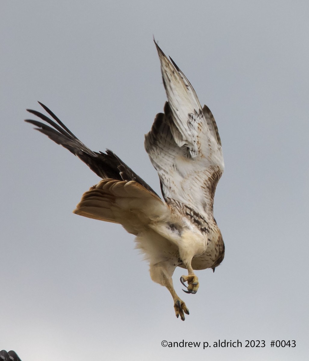 Red-tailed Hawk - ML539024851