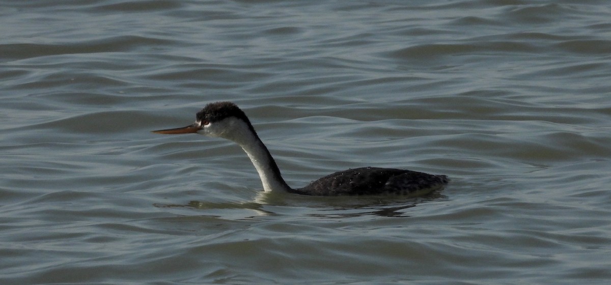 Clark's Grebe - ML539025301