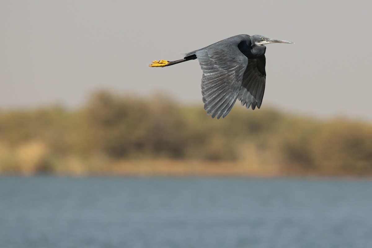 Western Reef-Heron (Western) - ML539025561