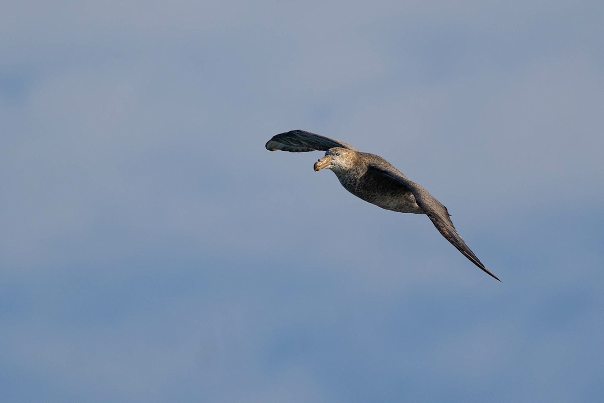 Northern Giant-Petrel - Michael Rosenberg