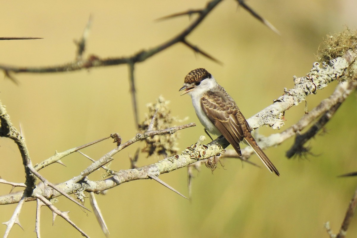 White-naped Xenopsaris - ML539027401