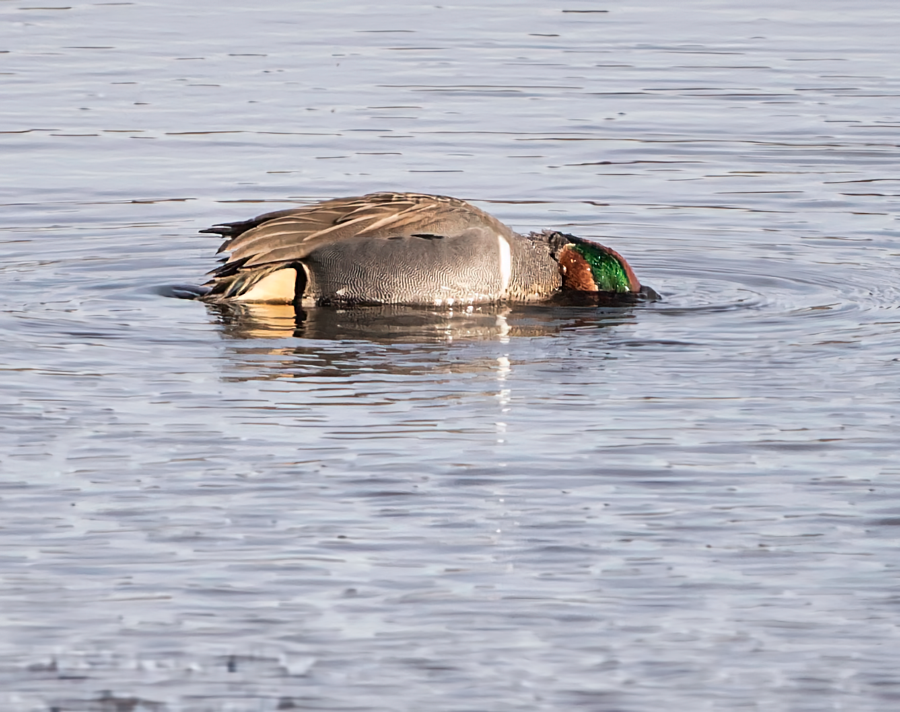 Green-winged Teal - Kristine Mika