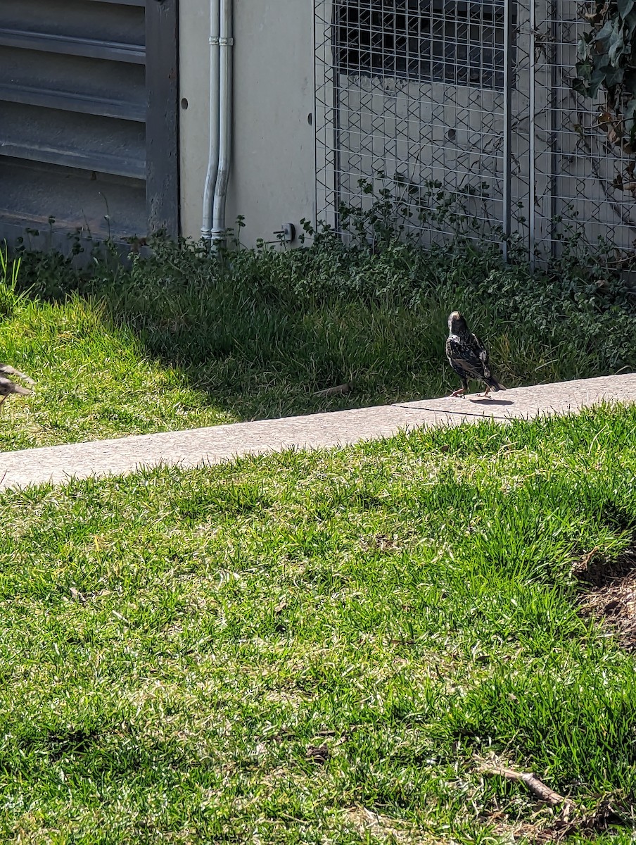 European Starling - ML539029911