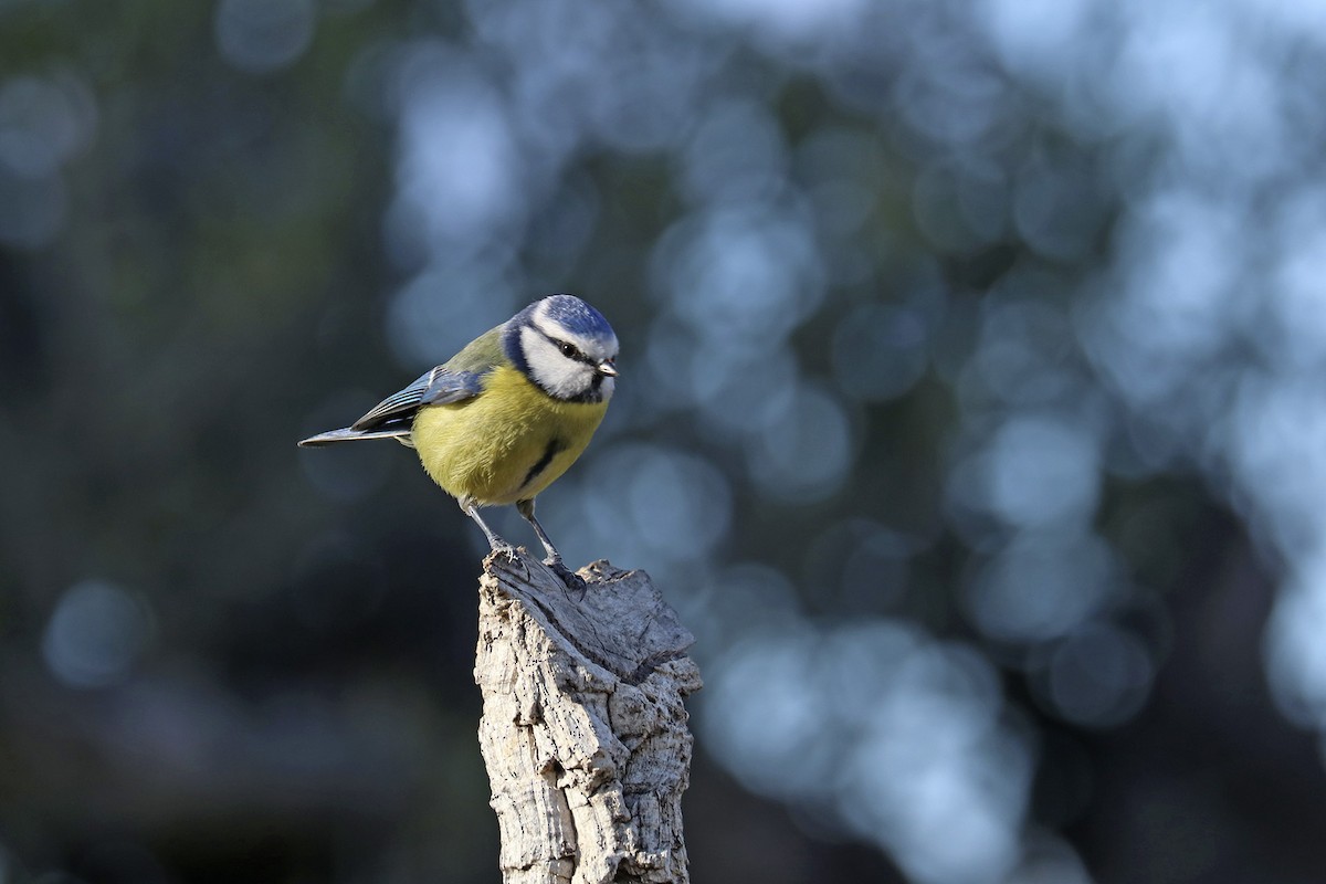 Eurasian Blue Tit - ML539029931